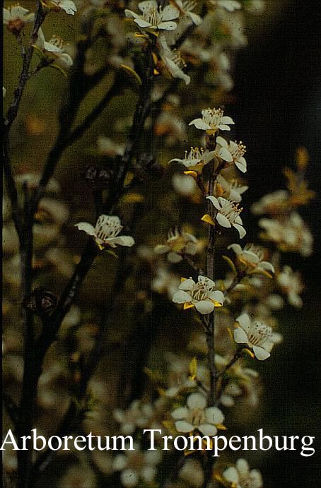 Leptospermum scoparium