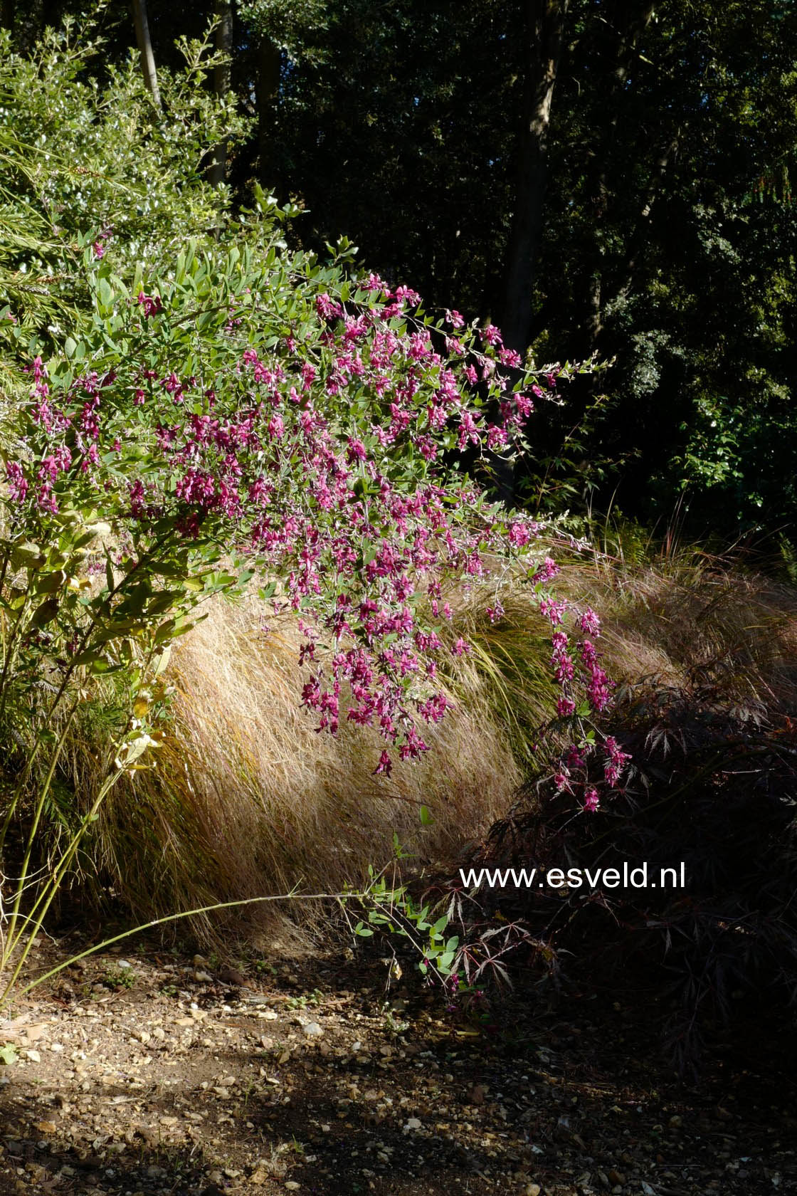 Lespedeza thunbergii