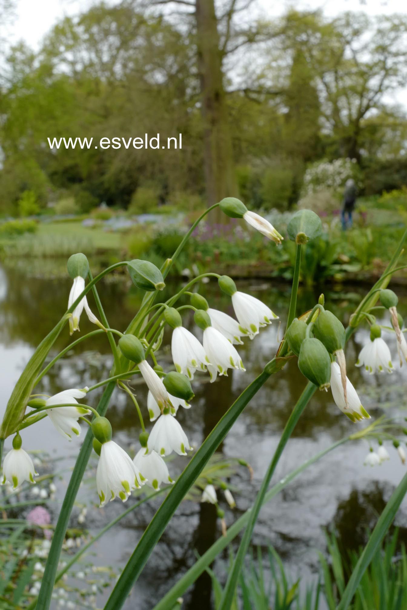 Leucojum aestivum 'Gravetye Giant'
