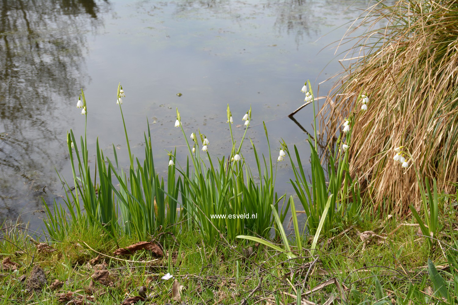 Leucojum vernum