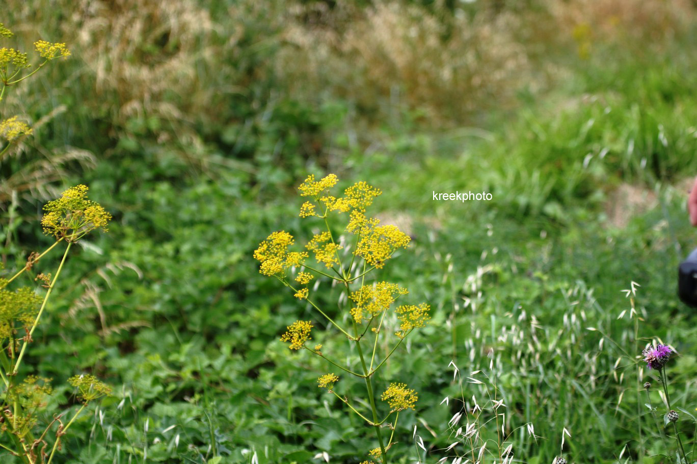 Levisticum officinale