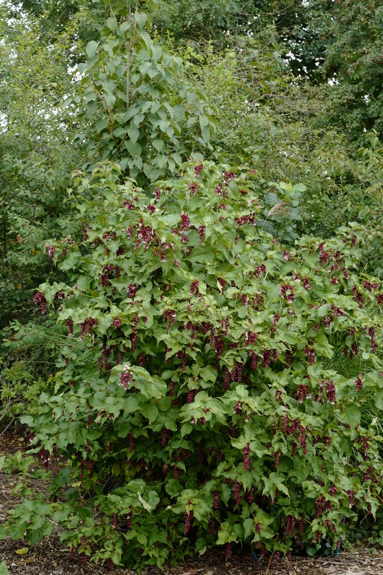 Leycesteria formosa 'Purple Rain'