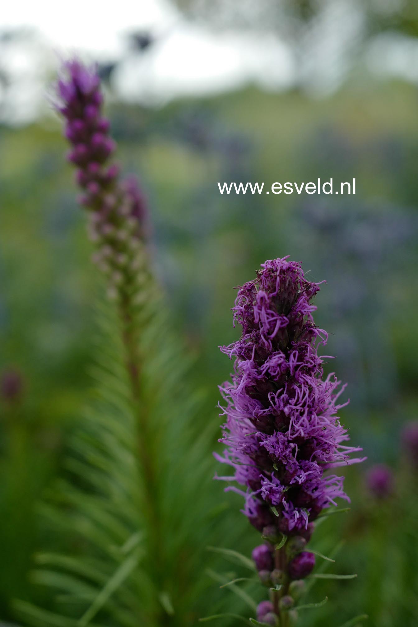Liatris spicata 'Kobold'