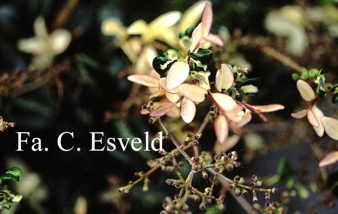 Ligustrum japonicum 'Silver Curls'