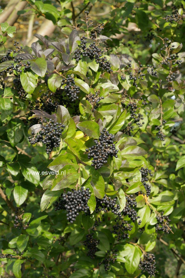 Ligustrum ovalifolium