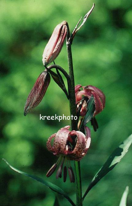 Lilium martagon