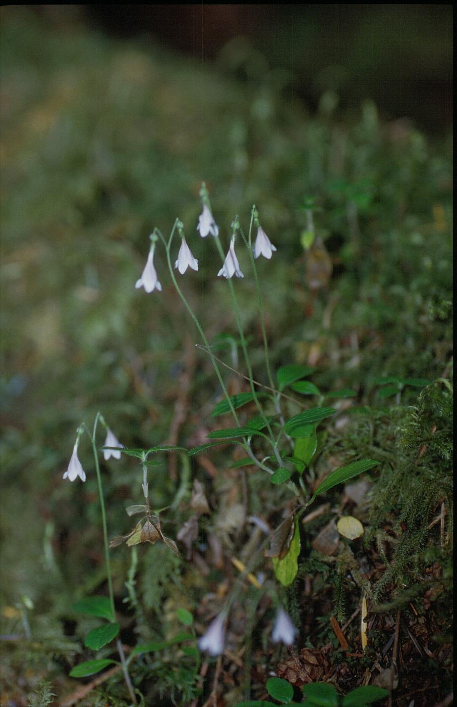 Linnaea borealis