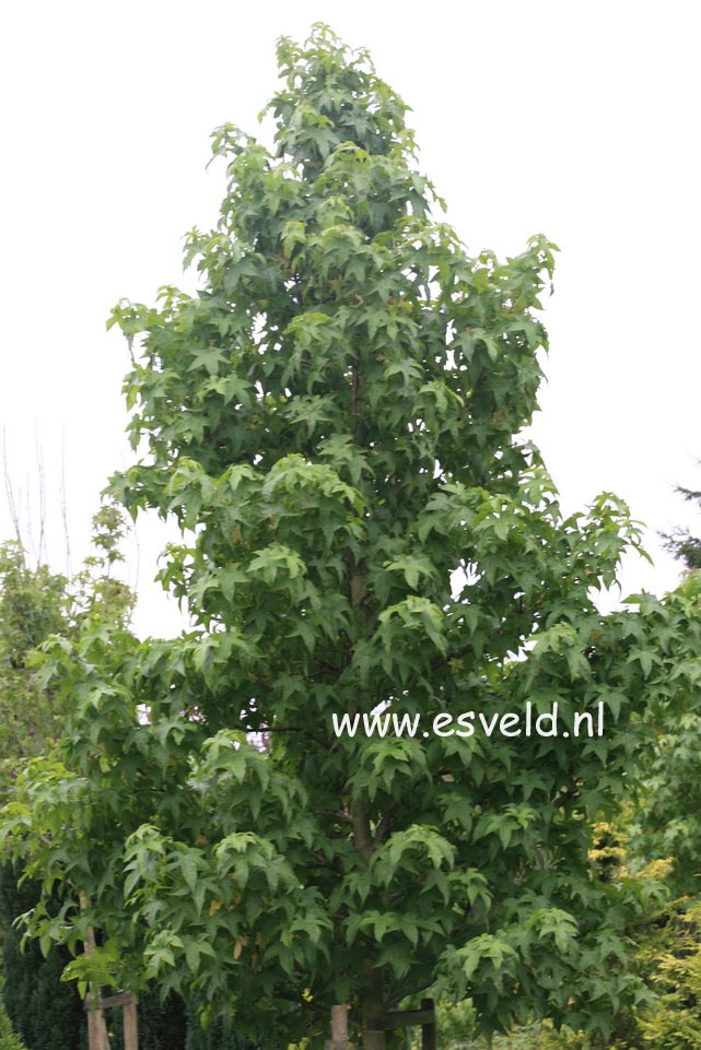 Liquidambar styraciflua 'Lane Roberts'