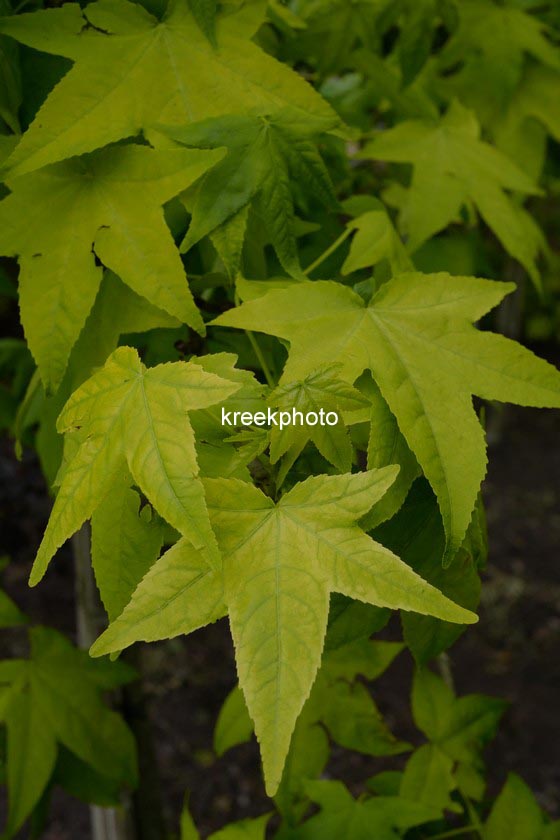 Liquidambar styraciflua 'Moonbeam'
