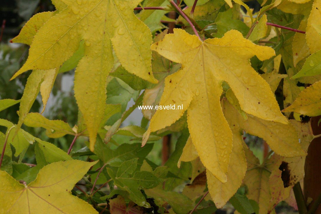 Liquidambar styraciflua 'Naree'