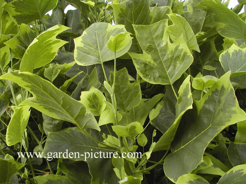 Liriodendron tulipifera 'Aureomarginatum'