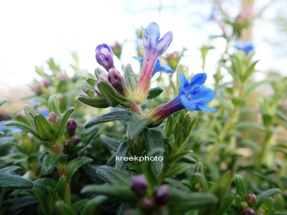 Lithodora diffusa 'Heavenly Blue'