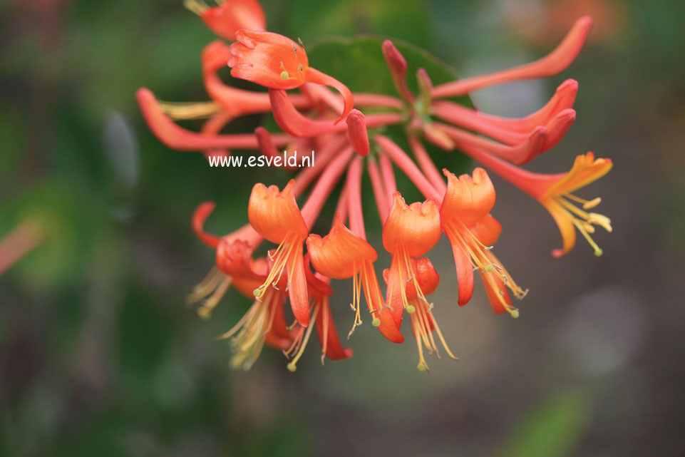Lonicera 'Mandarin'