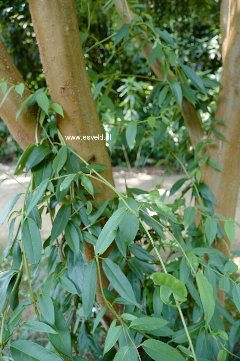 Lonicera alseuosmoides