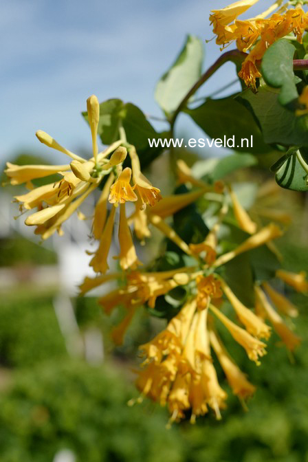 Lonicera brownii 'Toison D'Or'