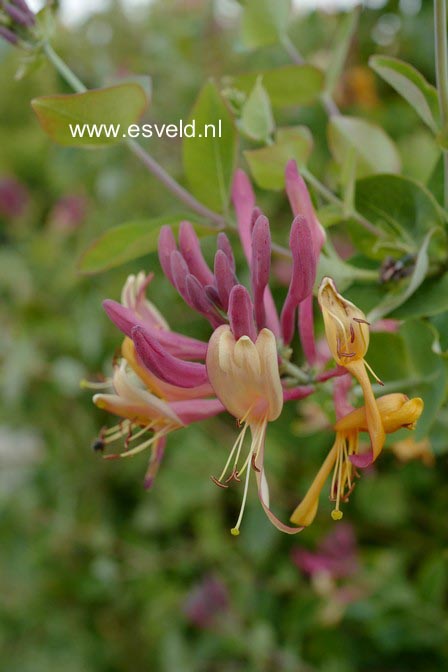 Lonicera caprifolium