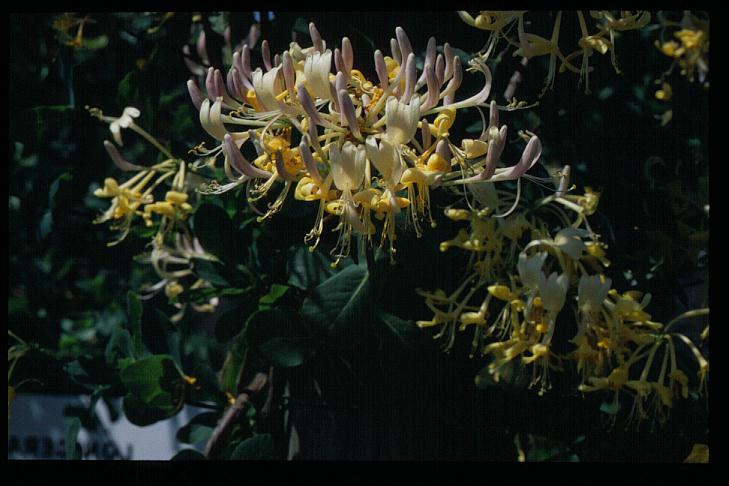 Lonicera etrusca