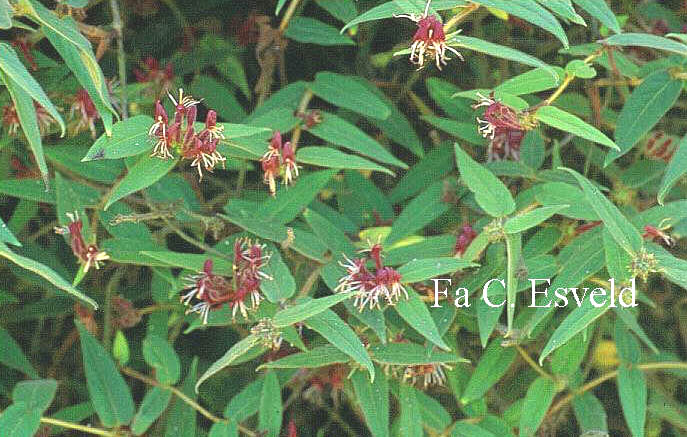 Lonicera giraldii