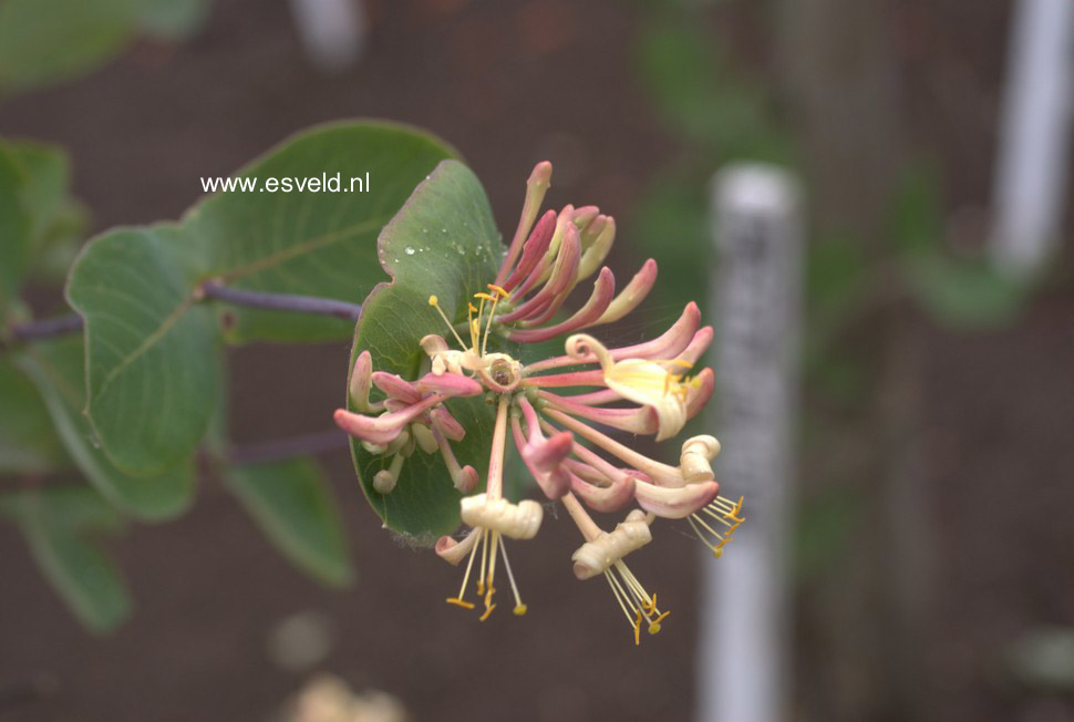 Lonicera hispidula