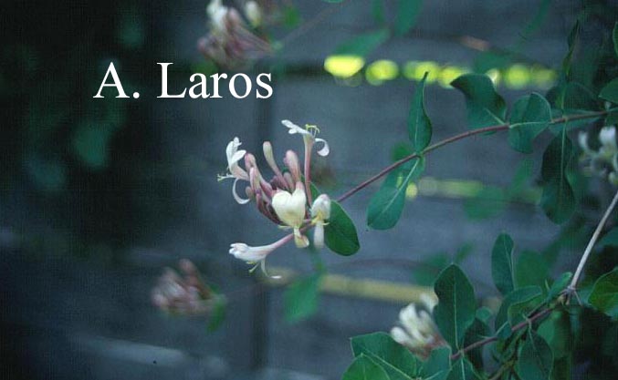 Lonicera italica