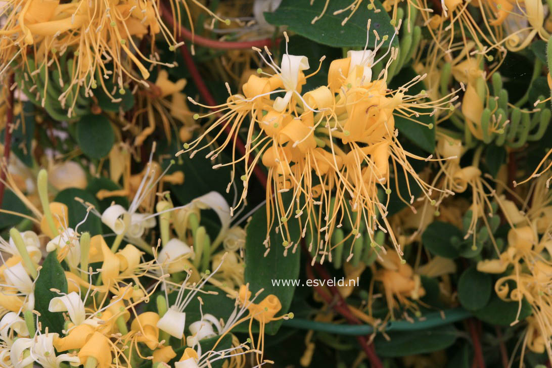 Lonicera japonica 'Genbel' (SWEET ISABELL)