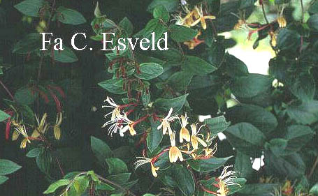 Lonicera japonica 'Purpurea'