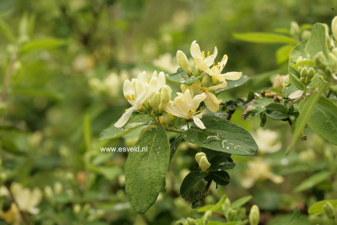 Lonicera morrowii