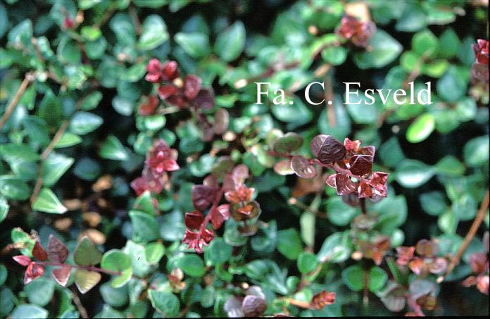 Lonicera nitida 'Red Tips'