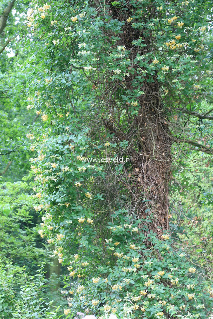 Lonicera periclymenum 'Graham Thomas'