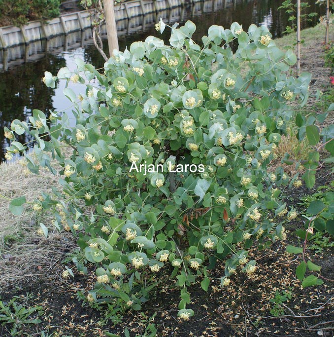 Lonicera reticulata 'Silver'