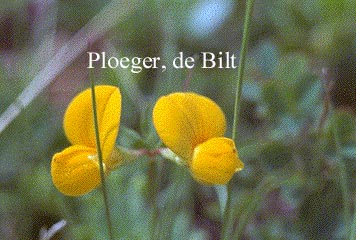 Lotus corniculatus