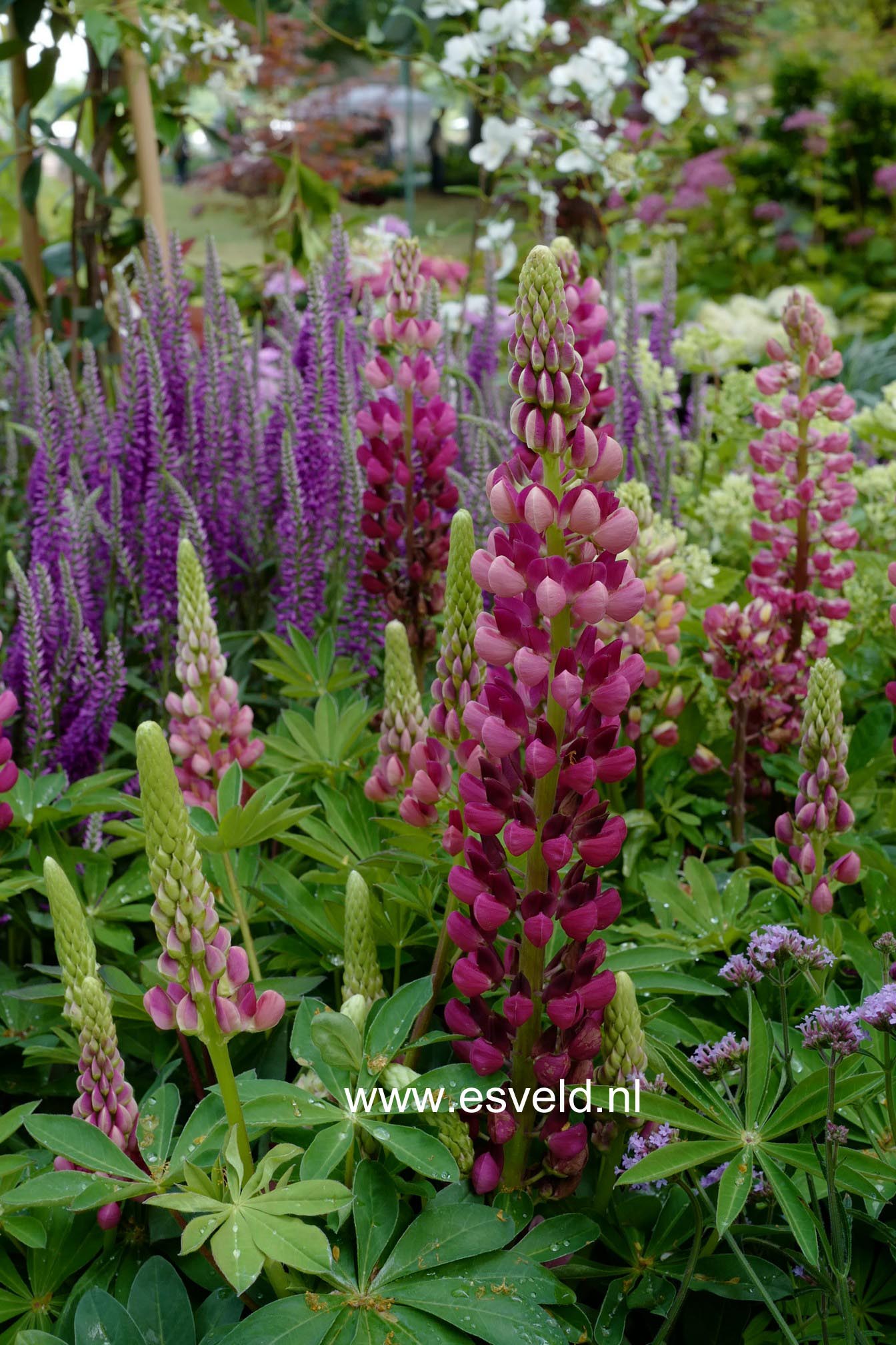 Lupinus 'Gallery Red'