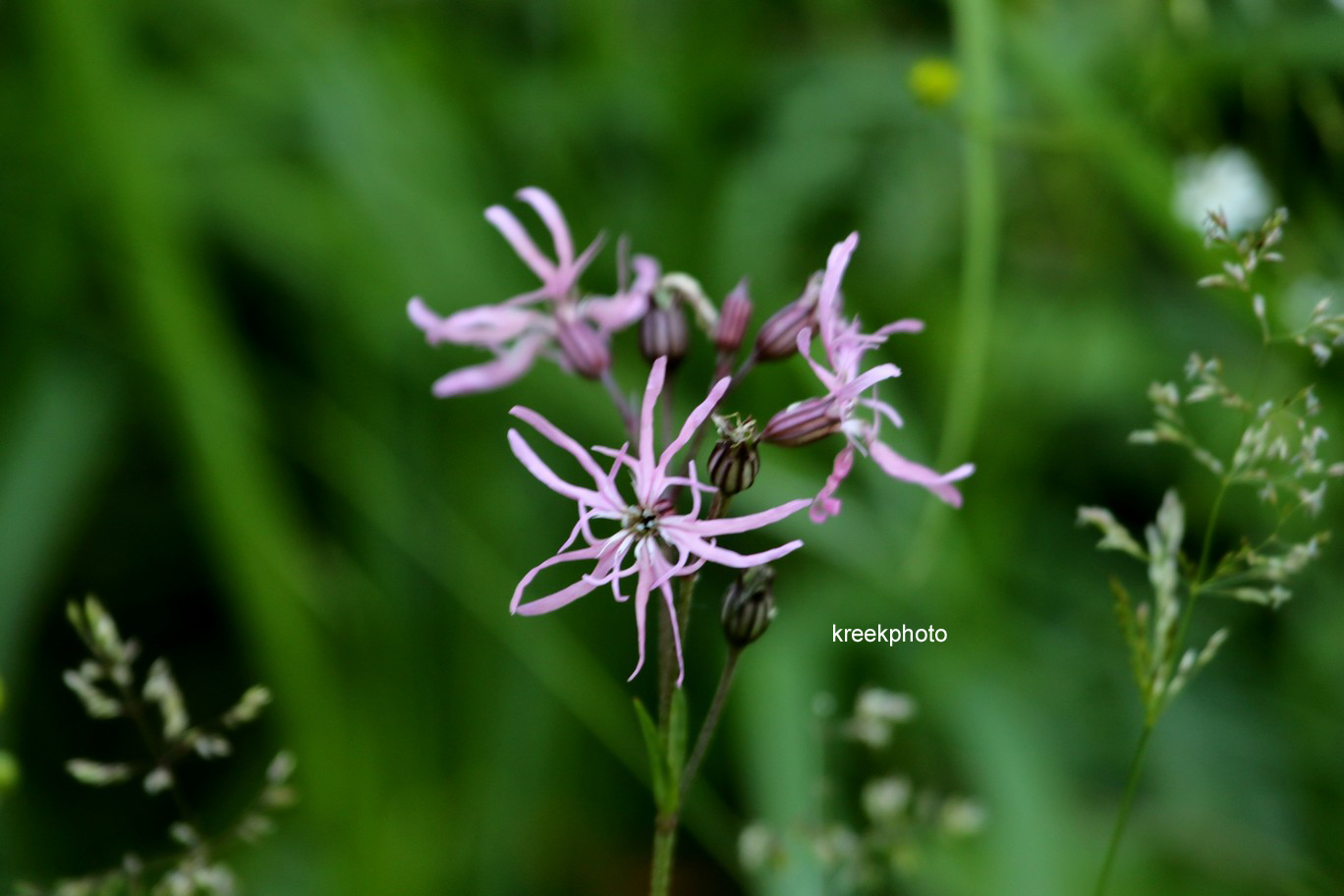 Lychnis flos-cuculi