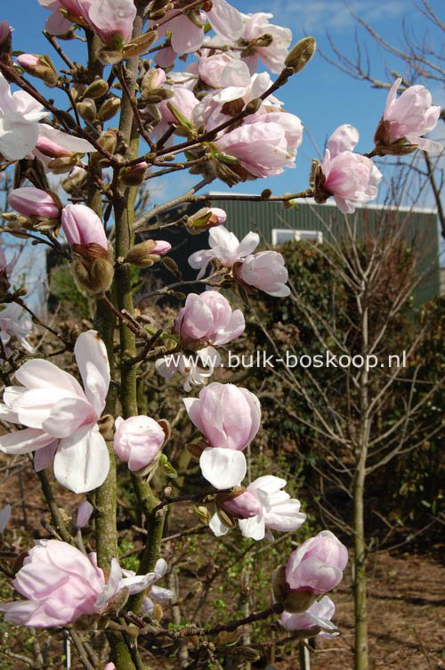 Magnolia 'Alixeed'