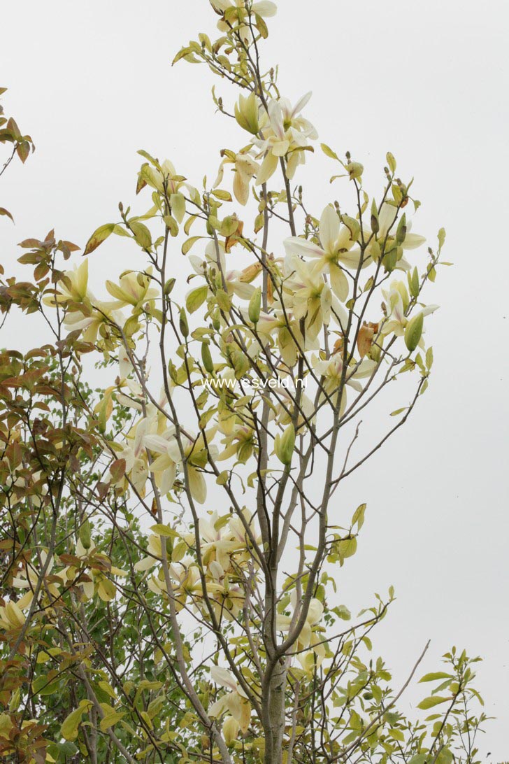 Magnolia 'Banana Split'