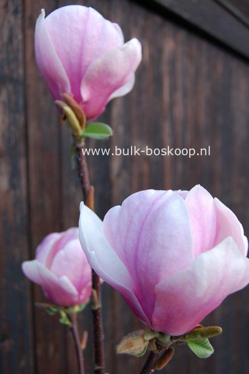 Magnolia 'Sangreal'