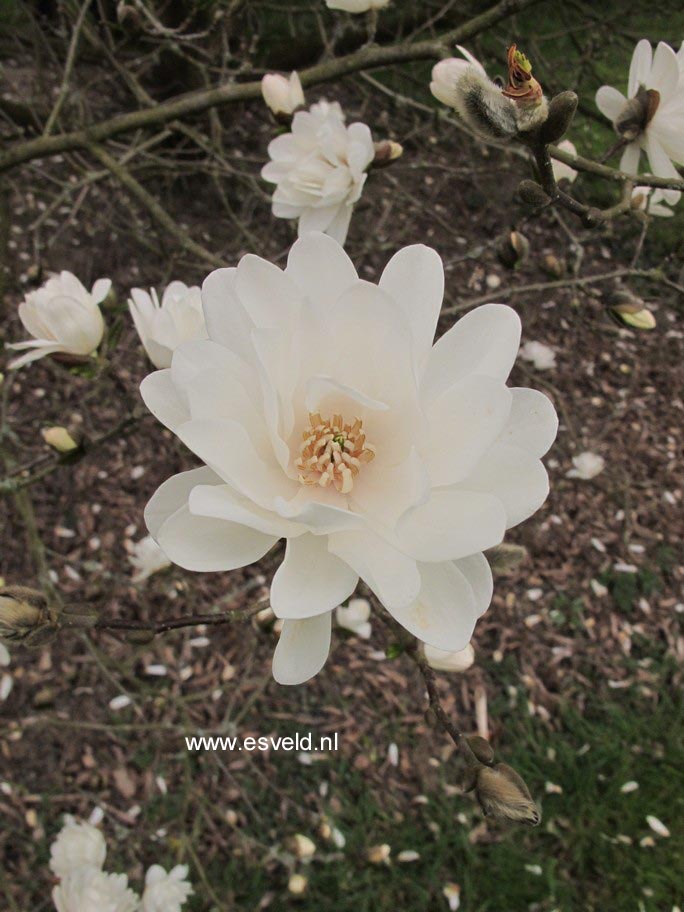 Magnolia 'Spring Snow'