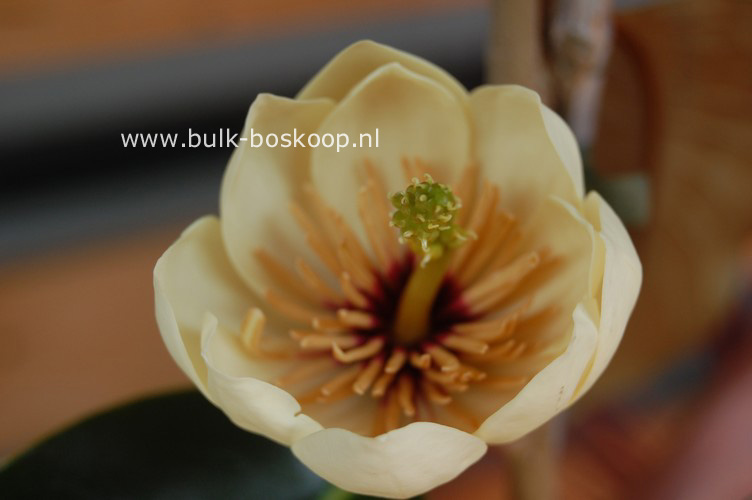 Magnolia foveolata 'Kinba'