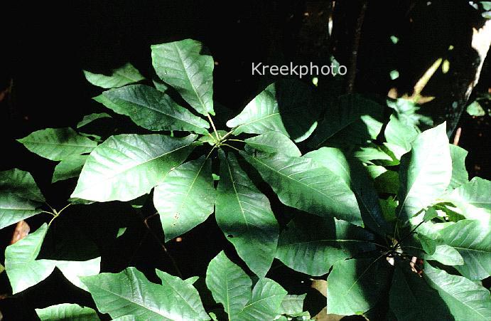 Magnolia fraseri