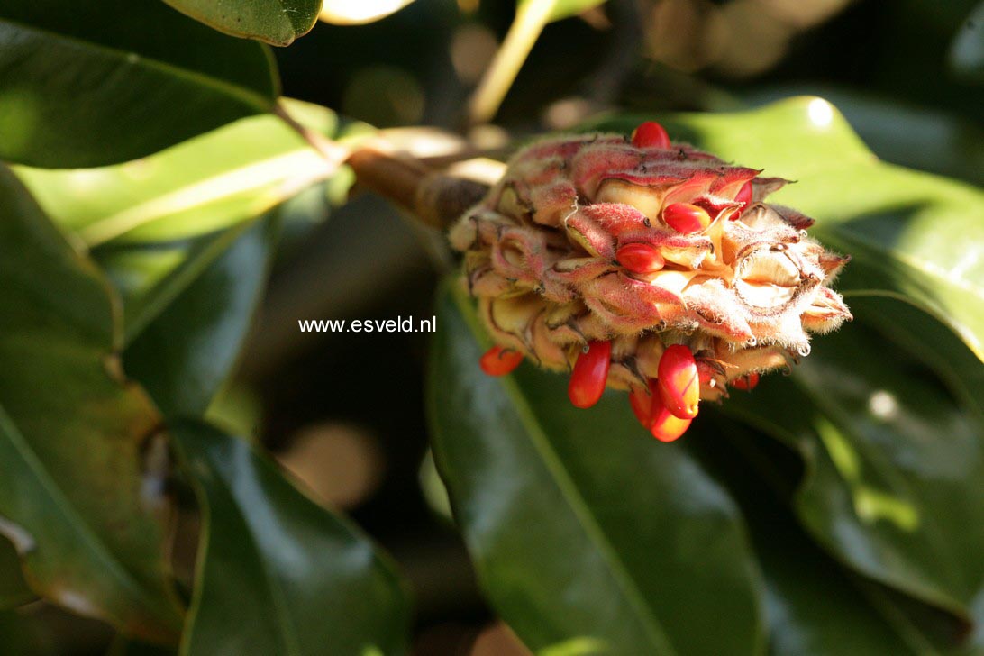 Magnolia grandiflora 'Bracken's Brown Beauty'