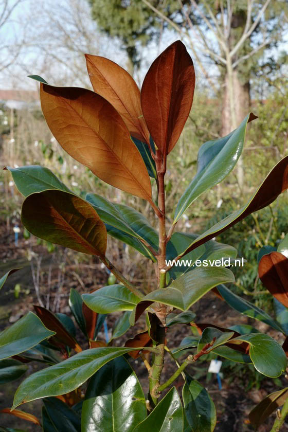 Magnolia grandiflora 'D.D. Blanchard'
