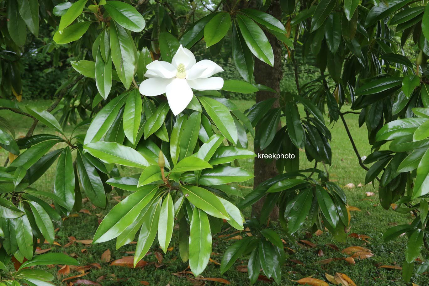 Magnolia grandiflora 'Galissonniere'
