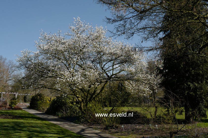 Magnolia kobus borealis