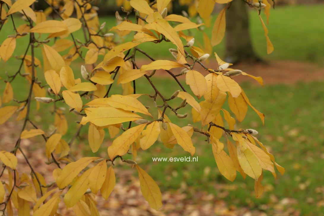 Magnolia loebneri 'Neil McEacharn'