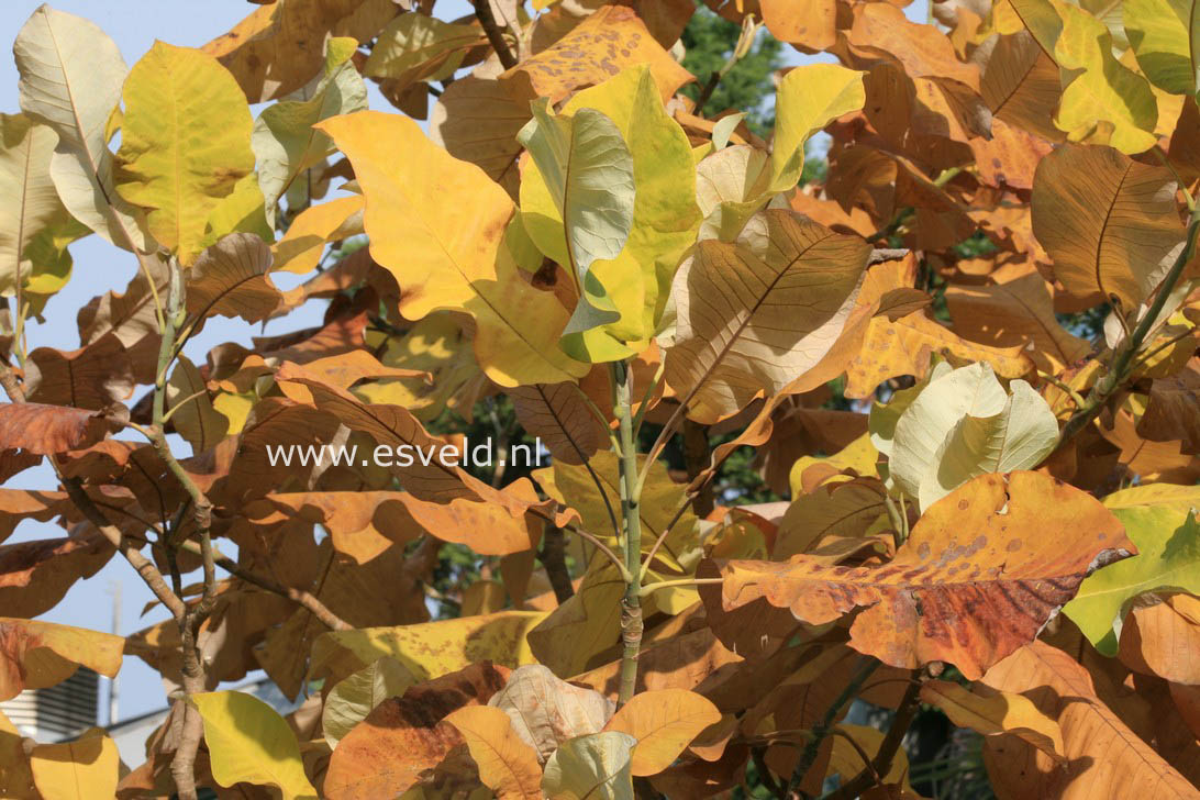 Magnolia macrophylla ssp. ashei