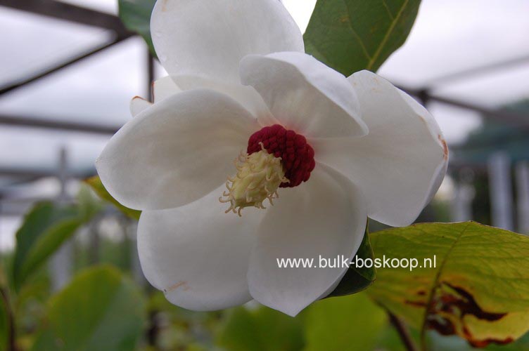 Magnolia sieboldii 'Colossus'