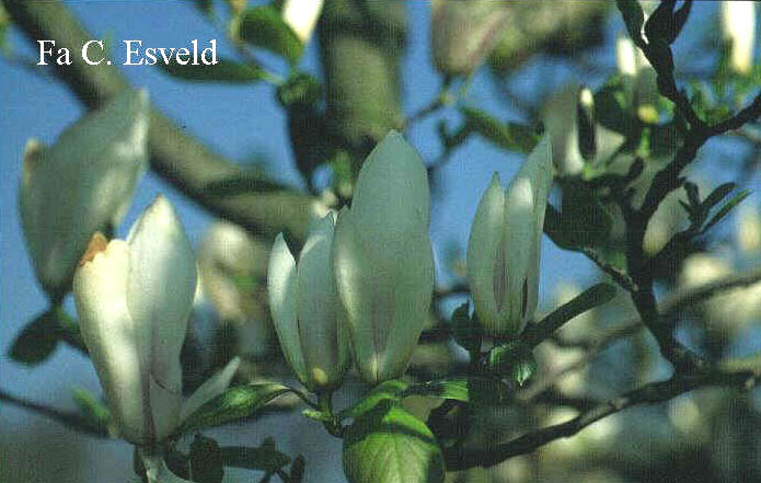 Magnolia soulangeana 'Brozzonii'