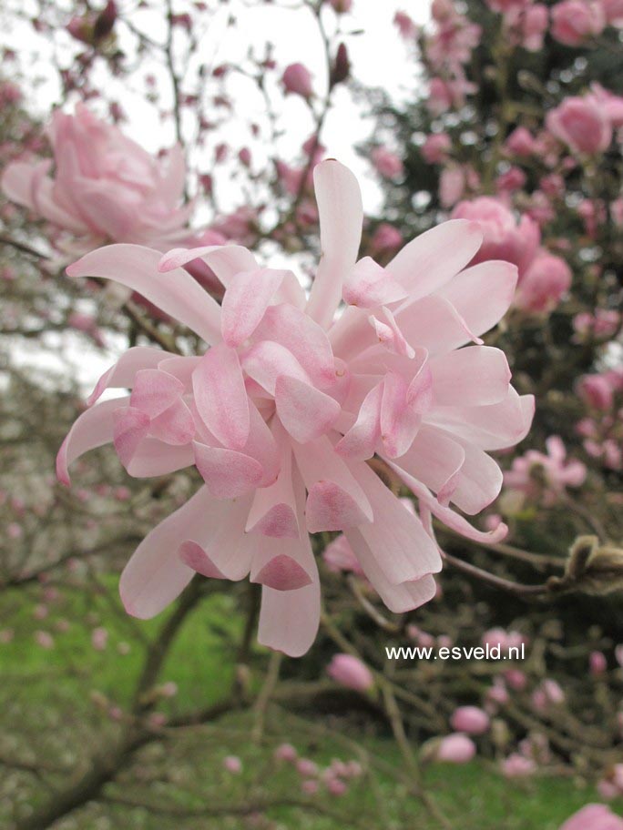 Magnolia stellata 'Rosea'