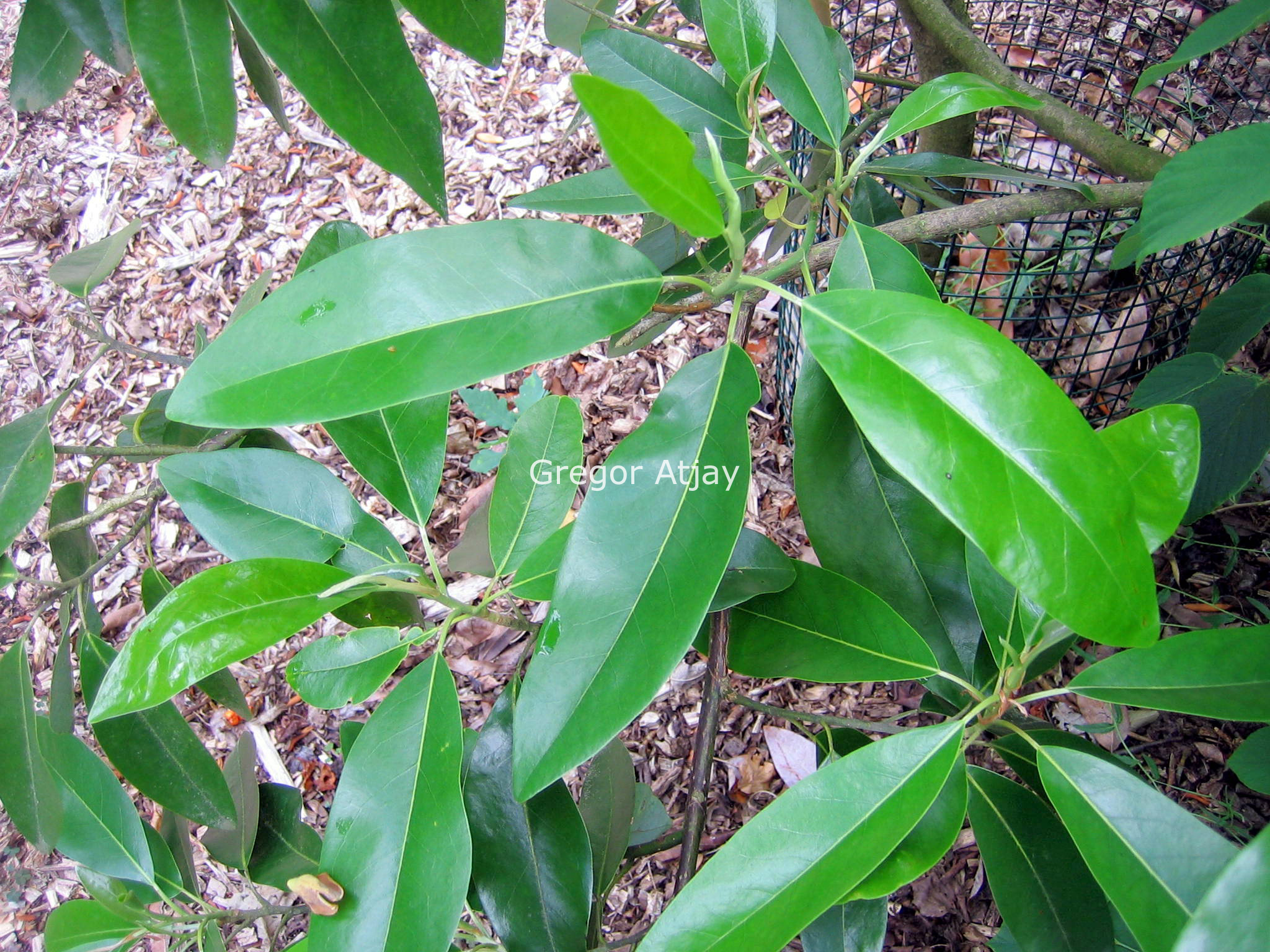 Magnolia virginiana 'Aiken County'