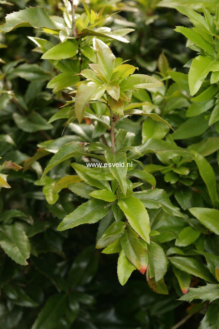 Mahoberberis 'Dart's Desire'